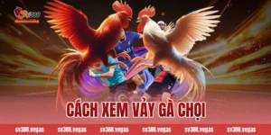 cách xem vảy gà chọi